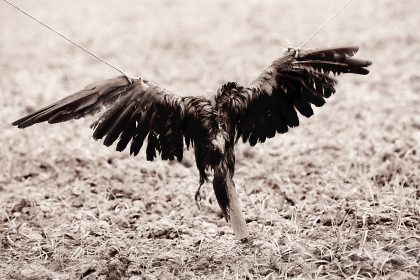 Scare Crow. 2006